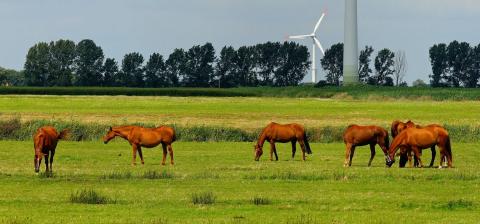  Das Equines Sarkoid beim Pferd