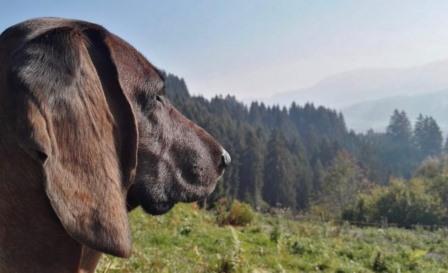 hund adenokarzinom dendritische zelltherapie