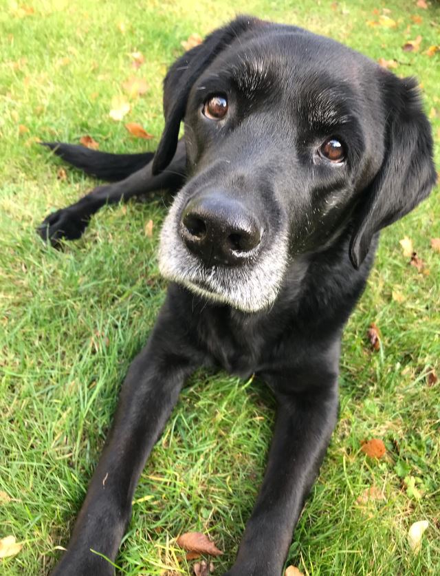 behandlung spindelzellsarkom hund